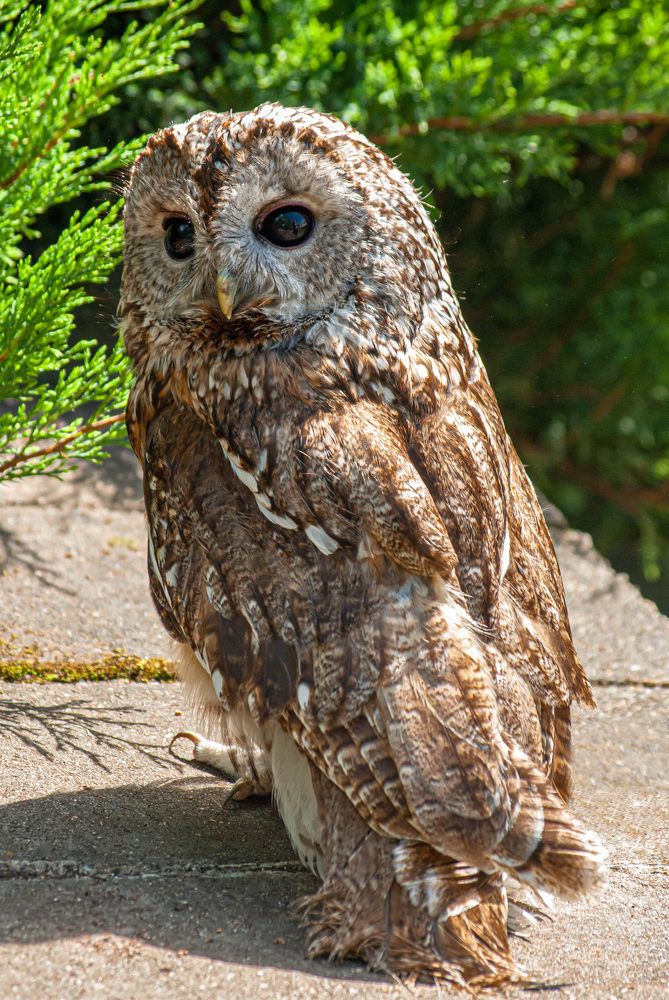 Photograph by Диана Бородзе