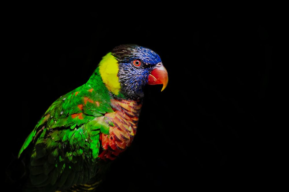 Beautiful parrot at eco park Piestany, Slovakia