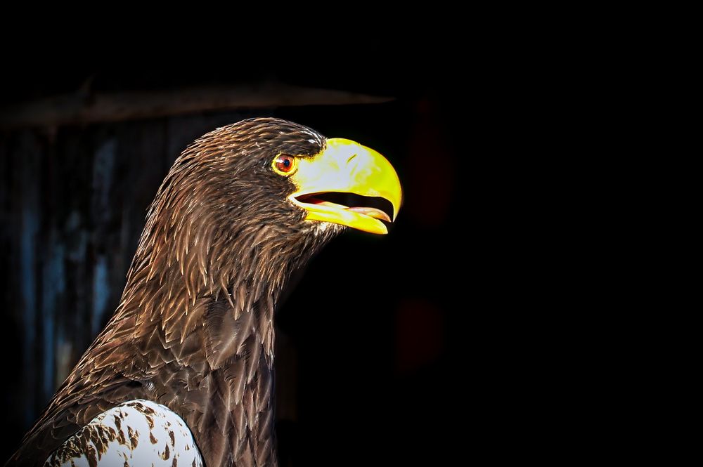 Photograph by Alexander Kubik