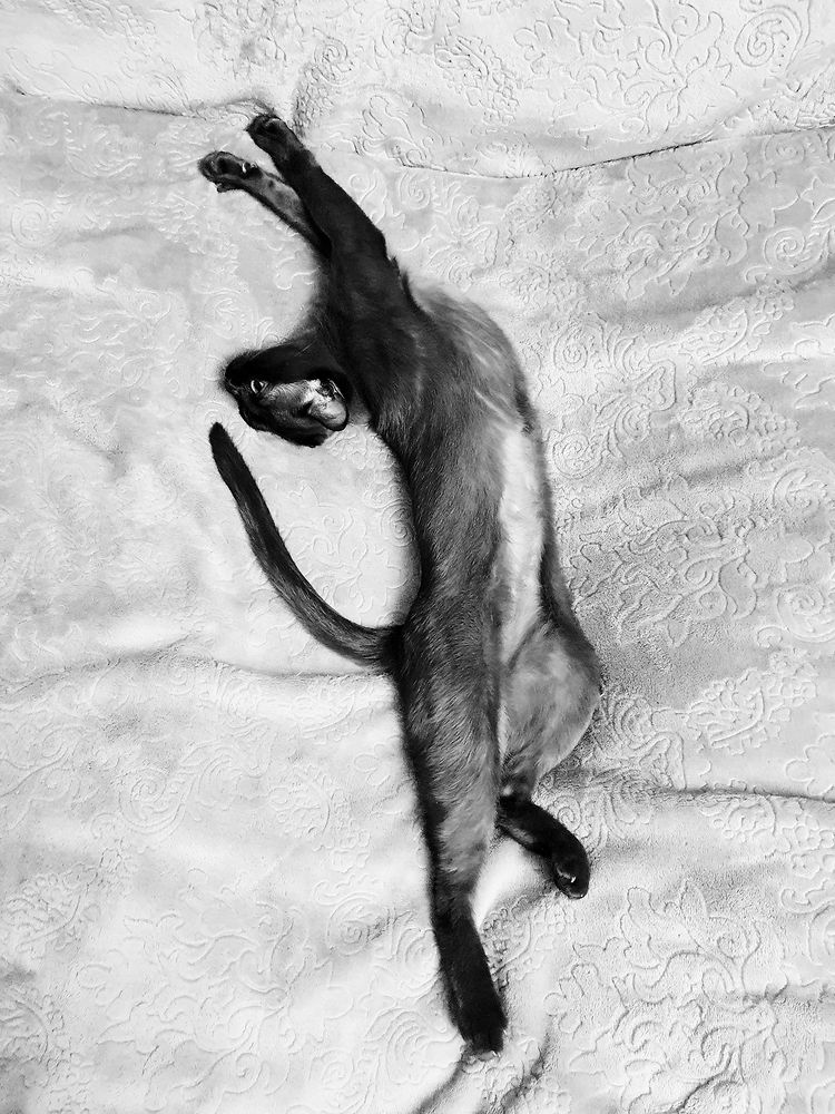 Фотография автора Надежда Лисицына