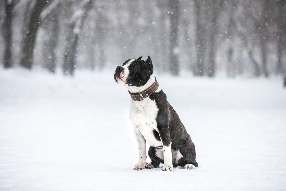 Photograph by Галина Ледок