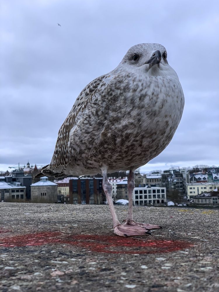 Photograph by Екатерина Меньшакова