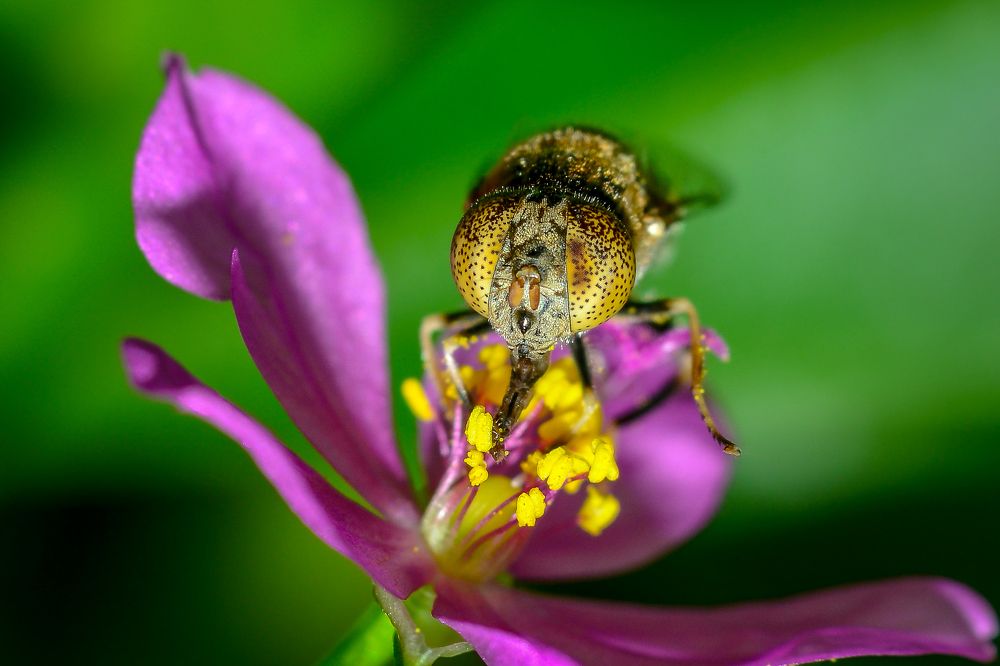 Photograph by debasish pal