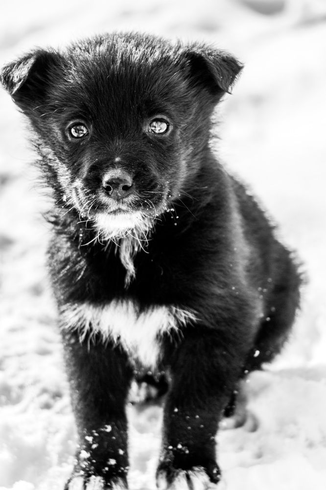 Photograph by Виталий Лангуев