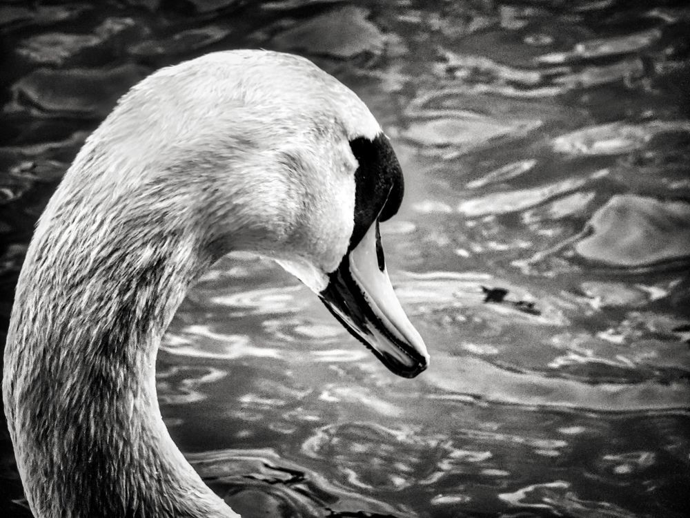 Photograph by Sandor Zoltan Gal