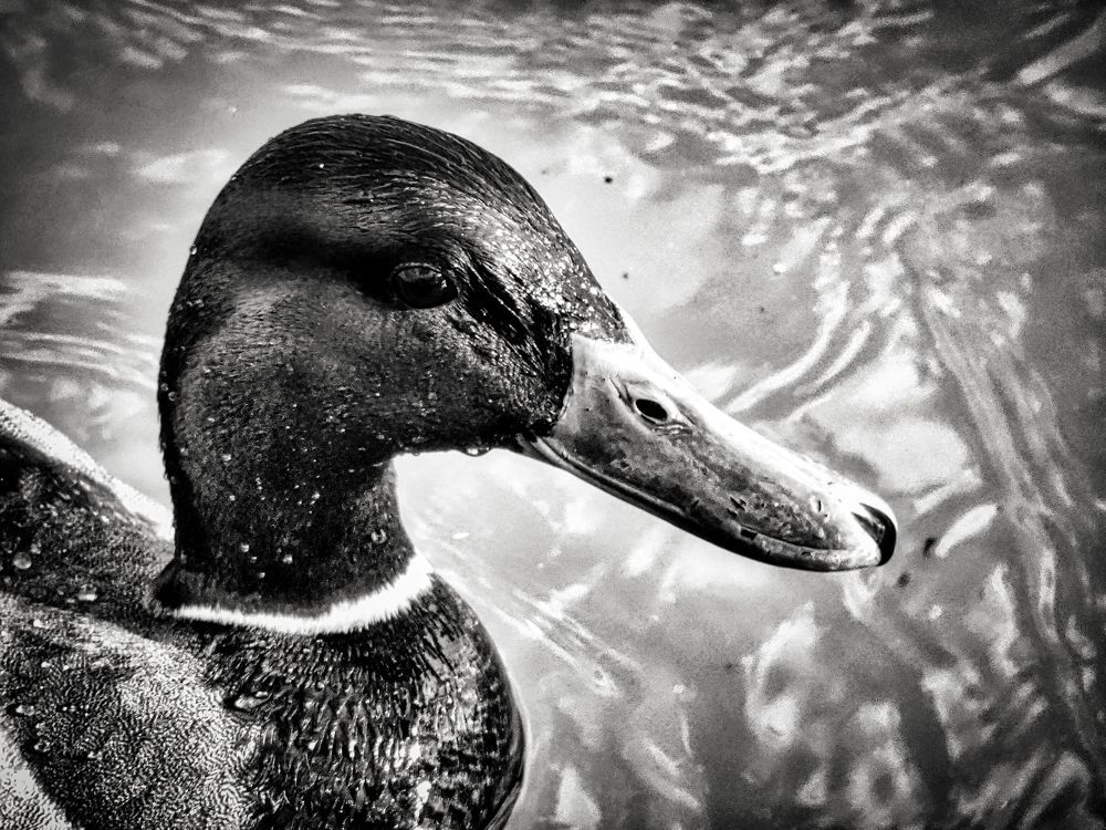 Photograph by Sandor Zoltan Gal