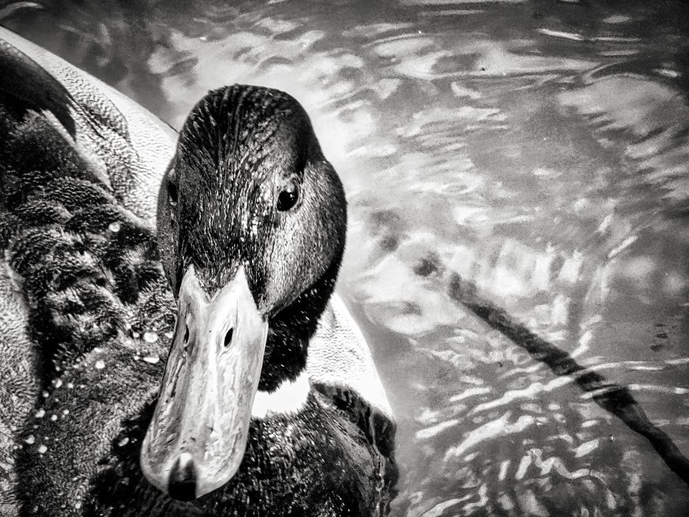 Photograph by Sandor Zoltan Gal