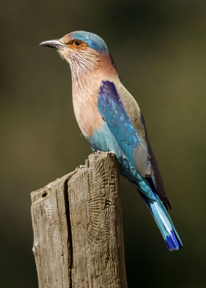 Photograph by Abhishek Singh