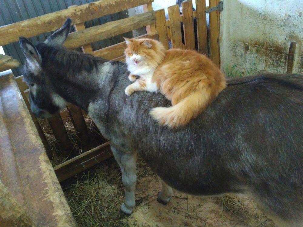 Фотография автора Ольга Малкова