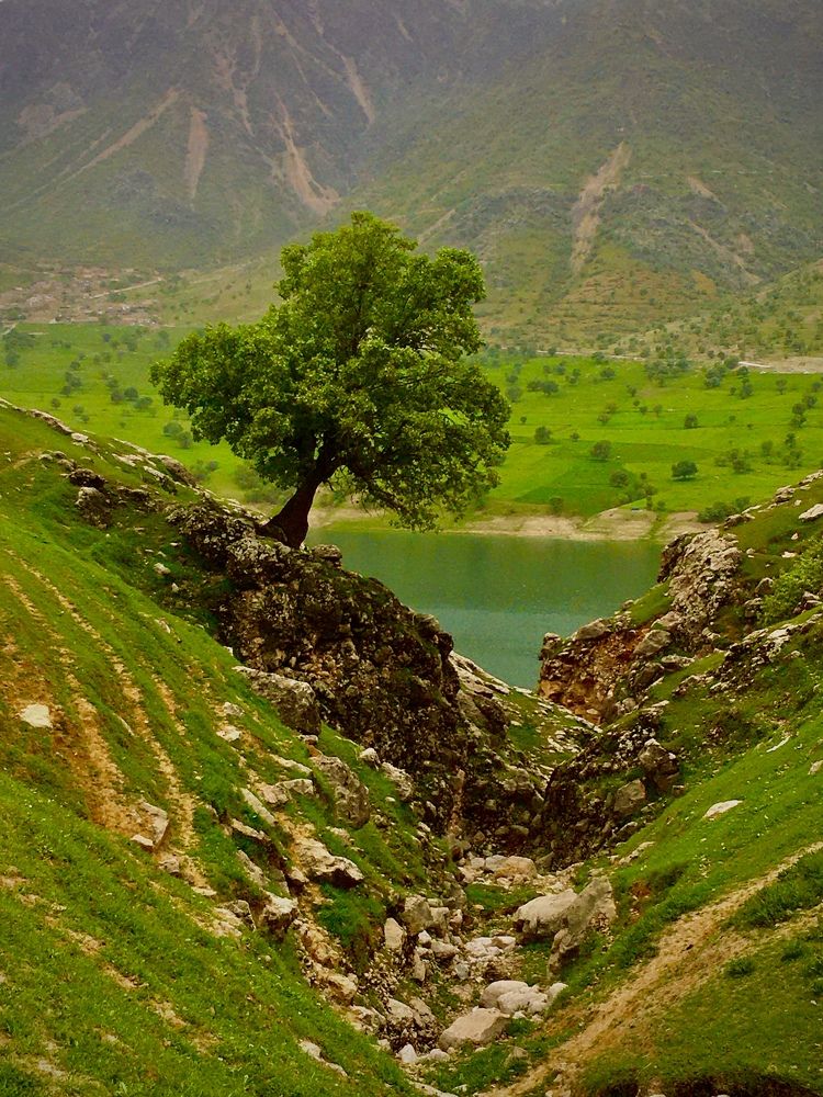 Tree