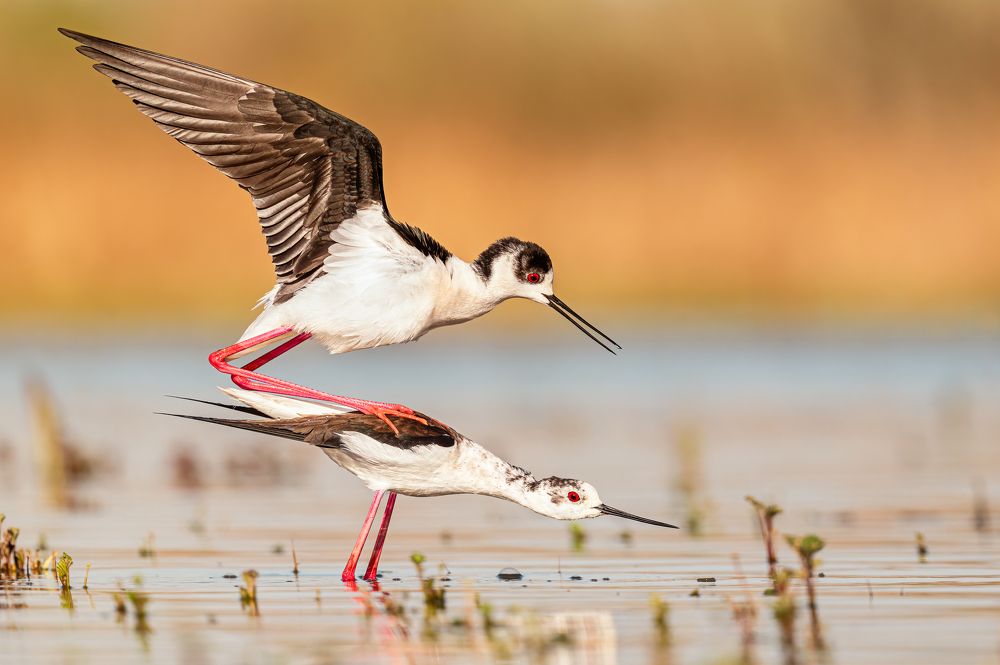 Photograph by Tímea Ambrus