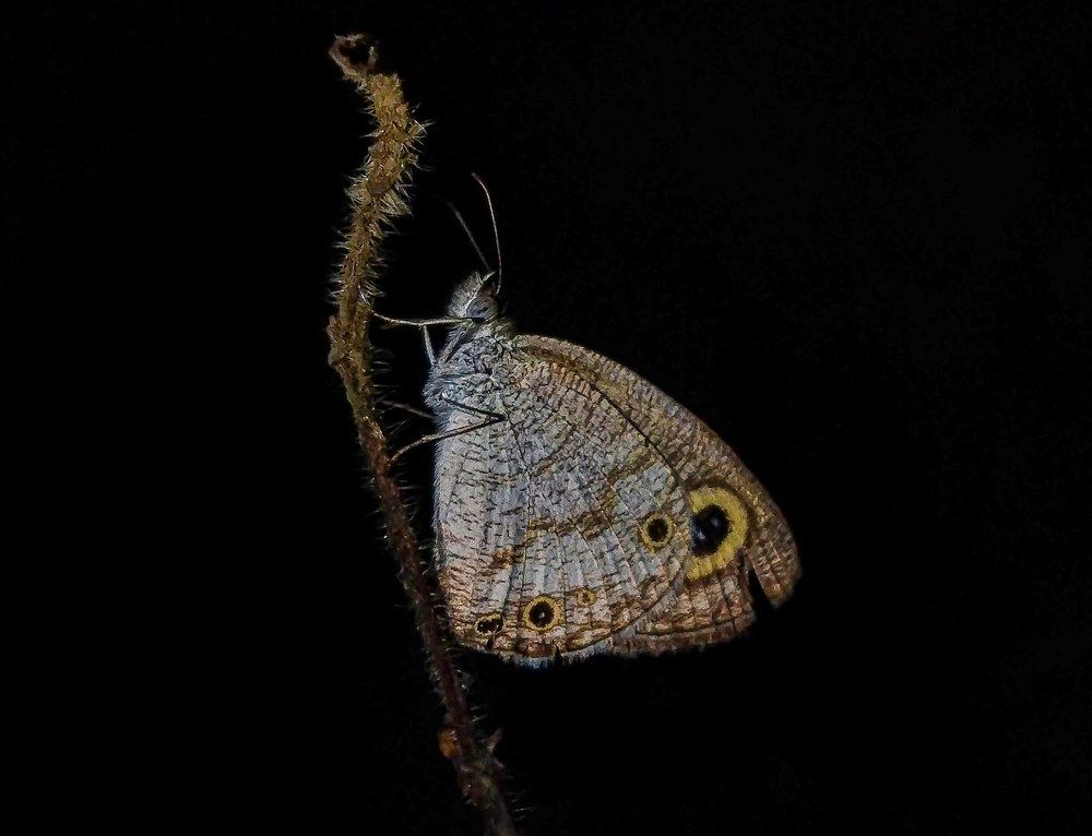 Photograph by Ajey Vijayan