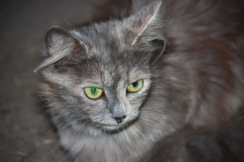 Photograph by Елена Шахова