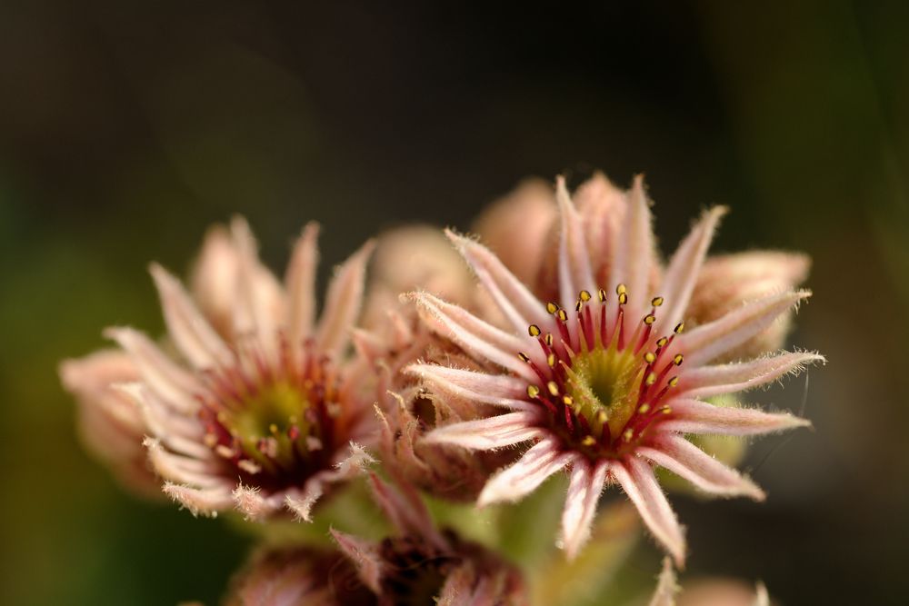 Photograph by Marie-Helene KUHN