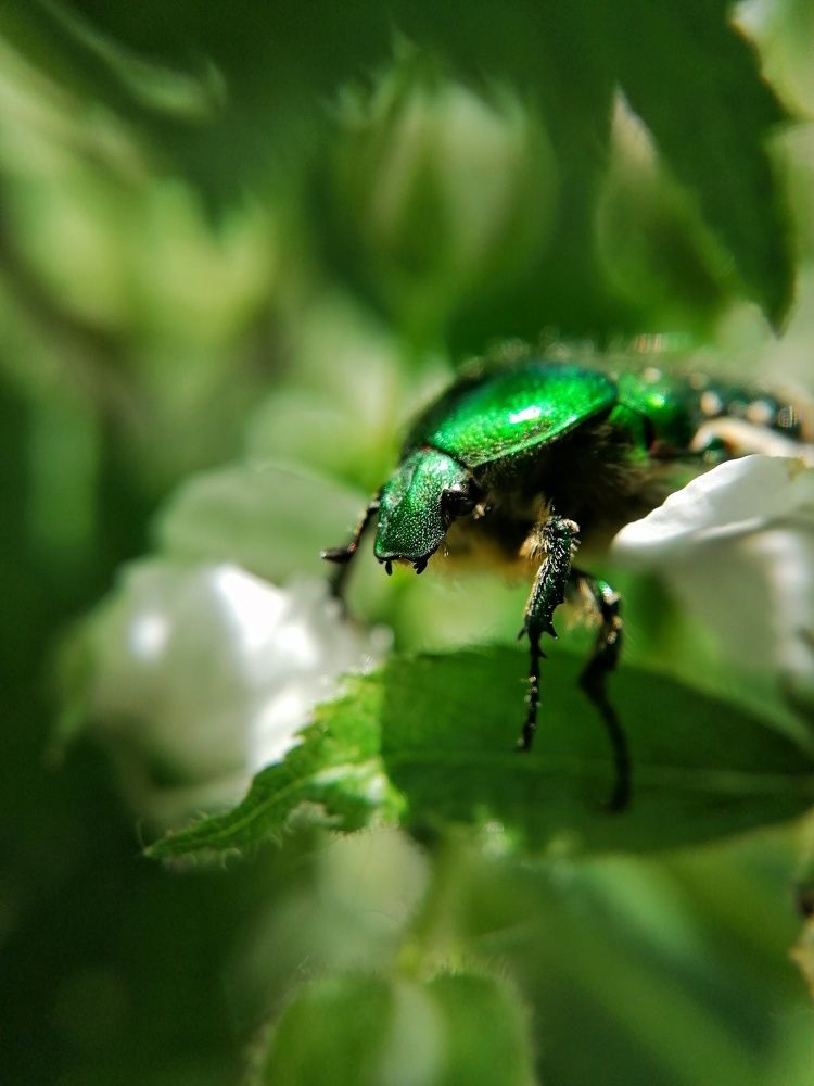 Любитель ежевики