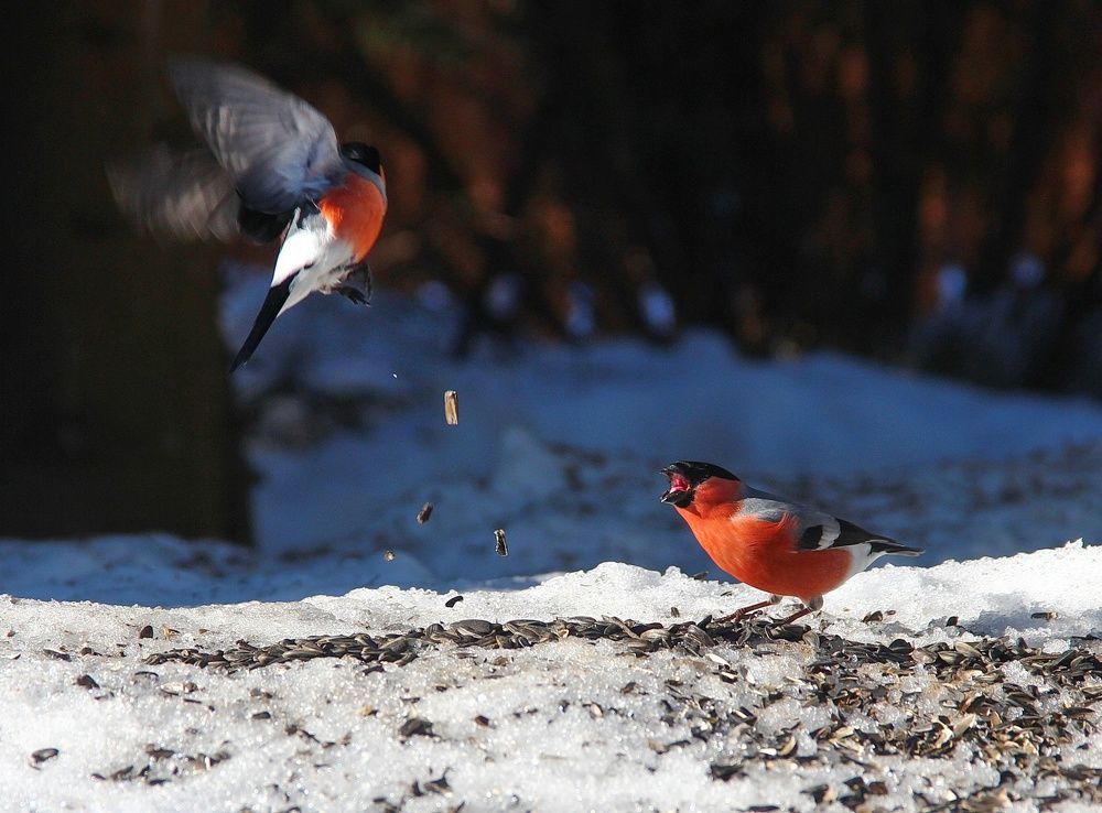 Photograph by Суетинов Евгений