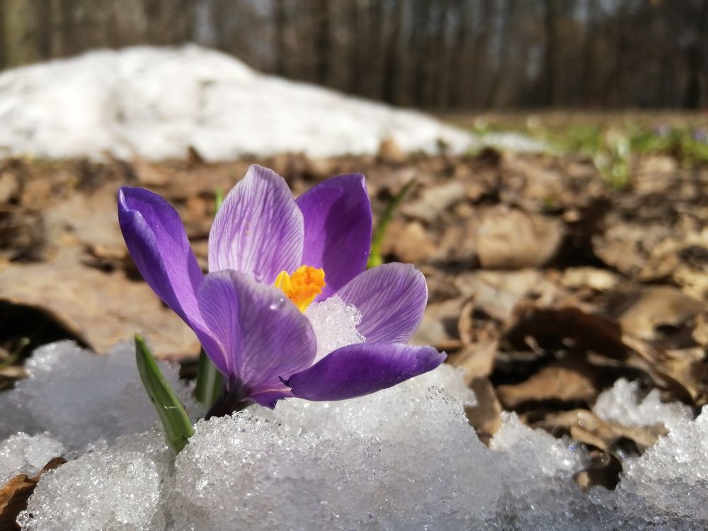 Photograph by Светлана Веселовская