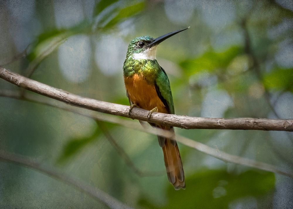 Photograph by Joao R Cortez