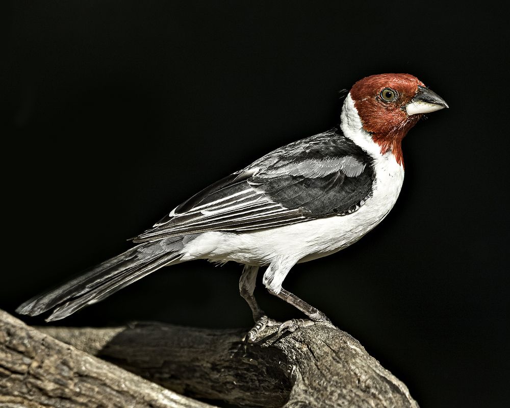 Photograph by Joao R Cortez