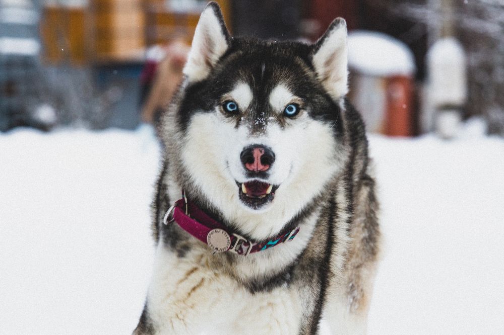 Photograph by Слащилина Нина