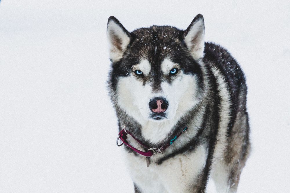 Photograph by Слащилина Нина