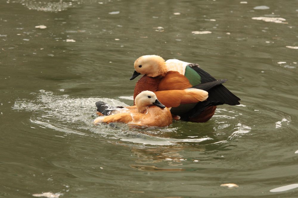 Семейная пара