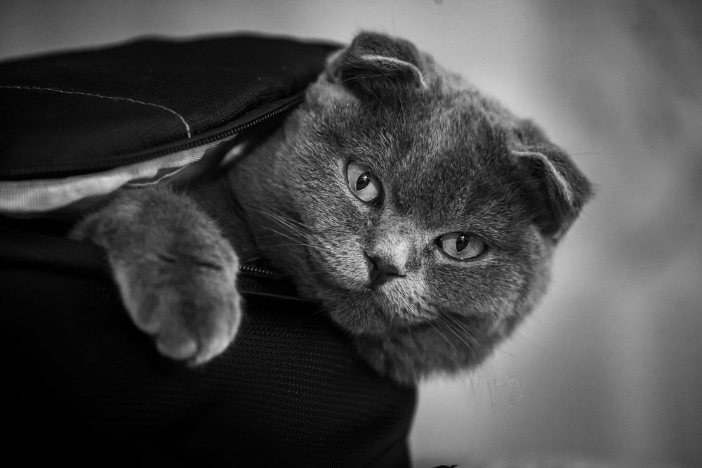 Photograph by Ирина Кузькина