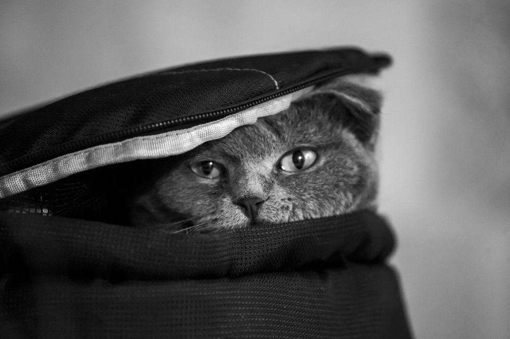 Photograph by Ирина Кузькина