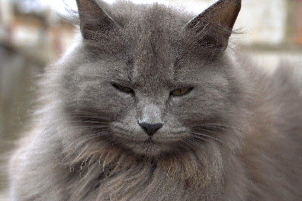 Photograph by Maks315519