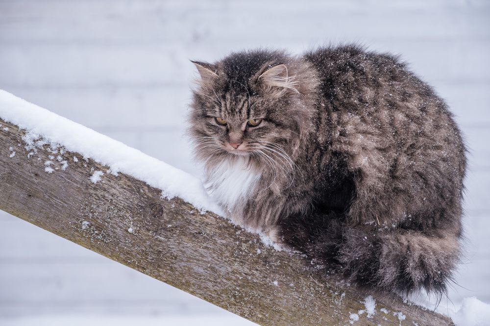 Photograph by Олег Бабурин