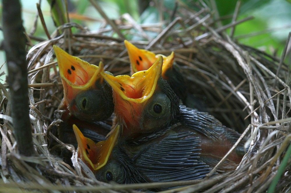 Photograph by Андрей Перешеин