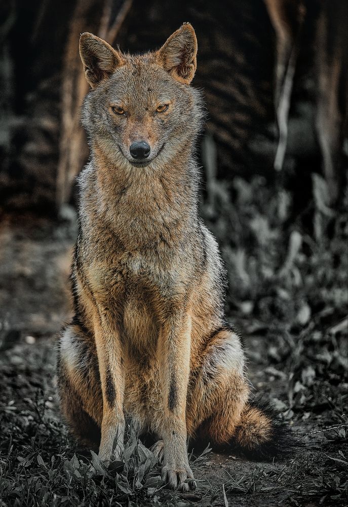 Animals collection.Wolf.