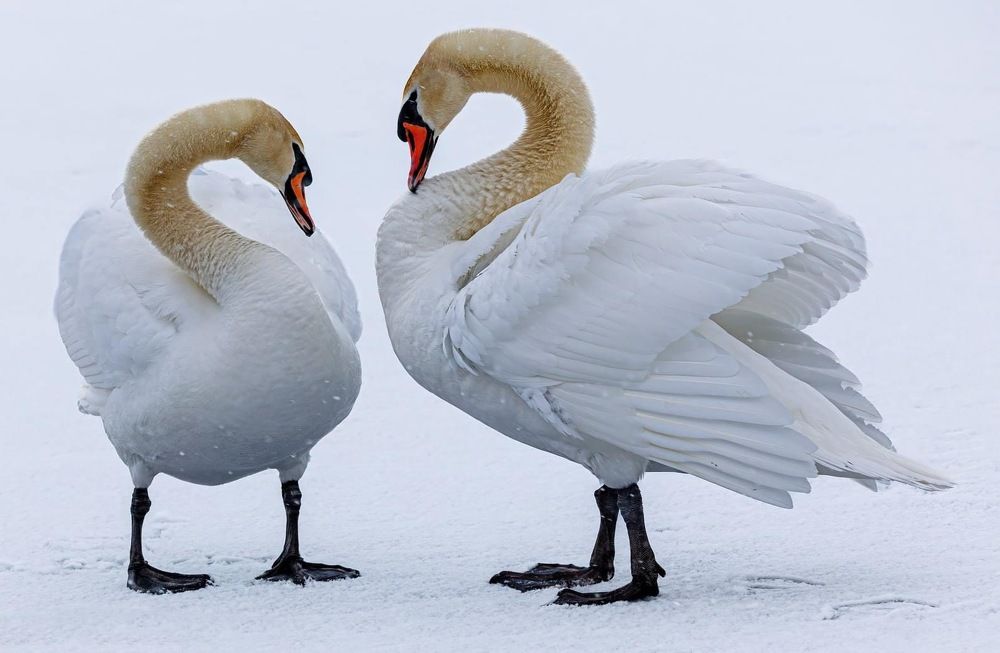 Photograph by Phil Lawrence