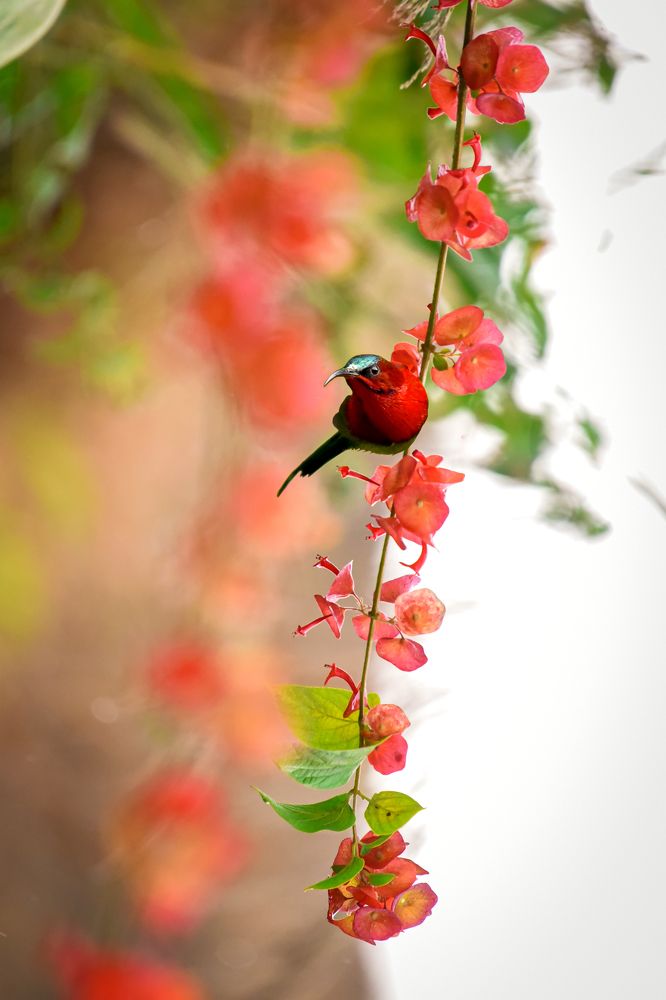 Photograph by Partha Chakraborty