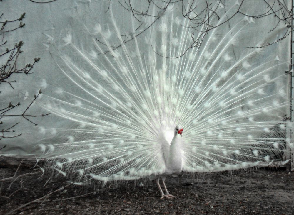 Photograph by София Гавриловна Вотякова