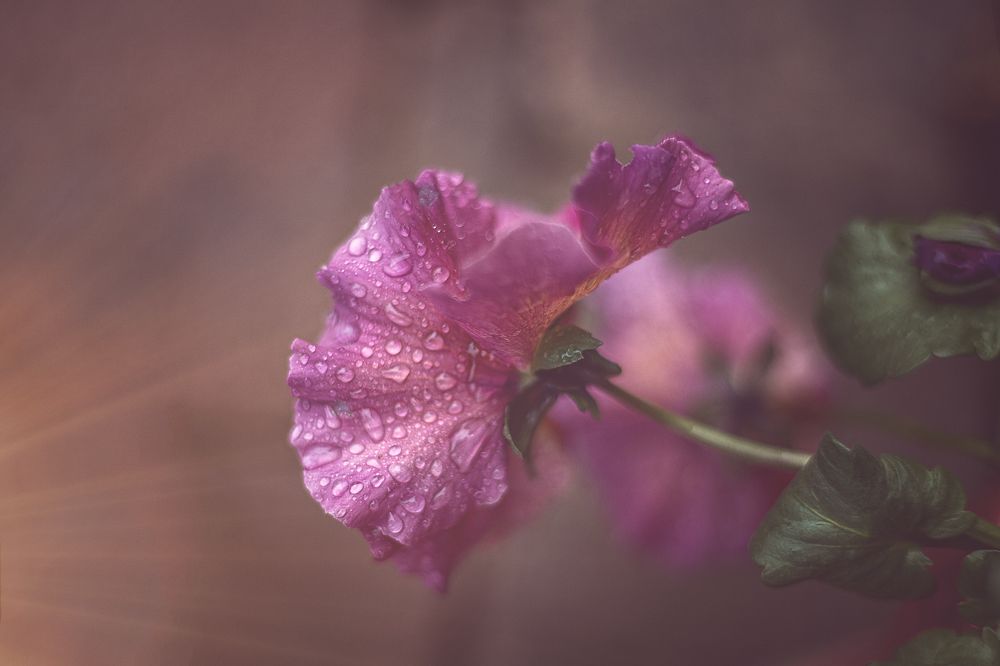 Photograph by SOFIA DE VASCONCELOS