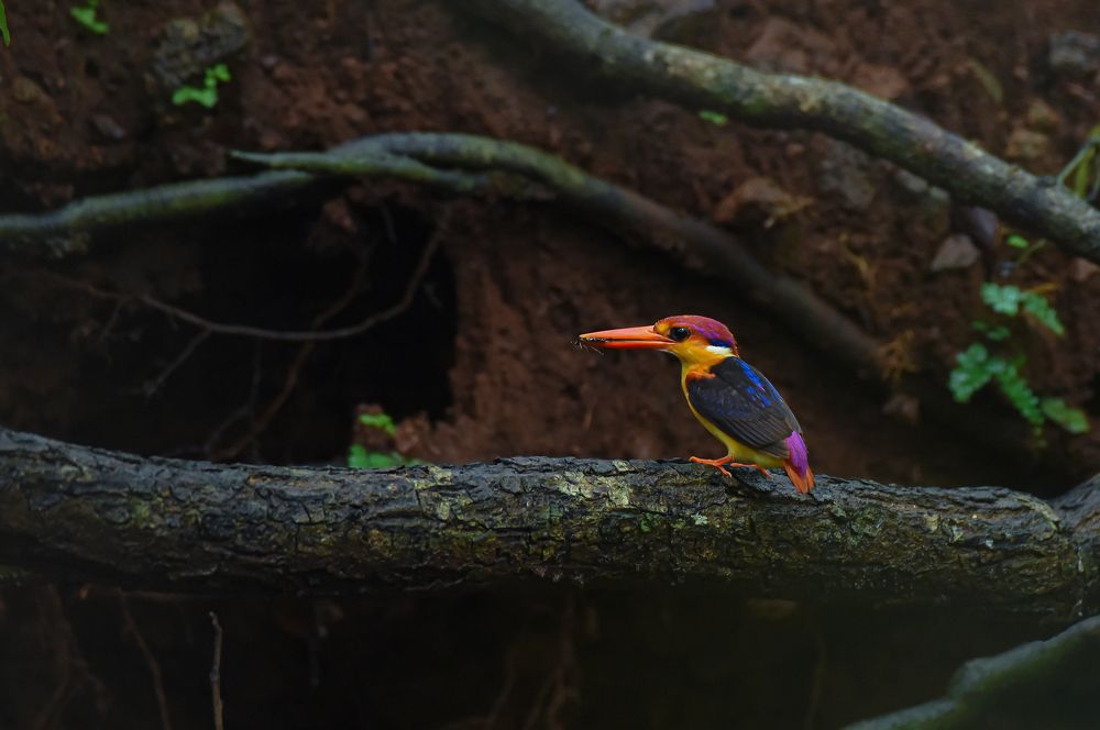 A rainbow in the forest