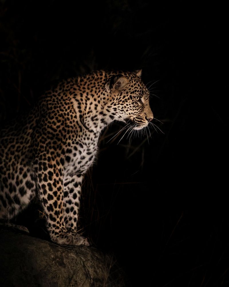 In the dark of night