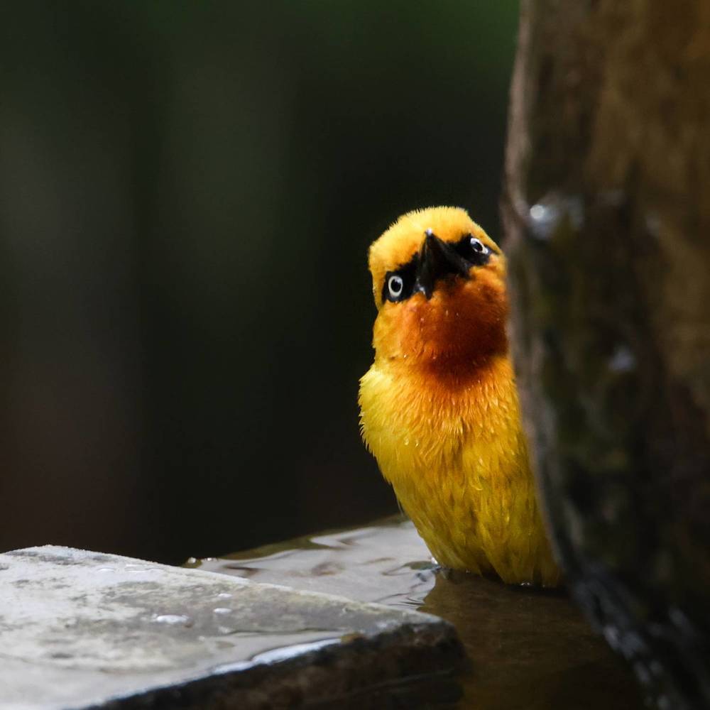 A quiet morning in the garden
