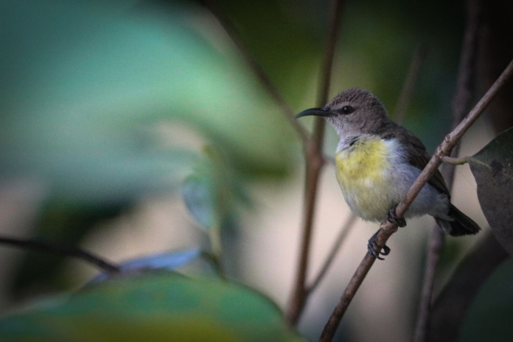 Photograph by Tapashya Pihwal