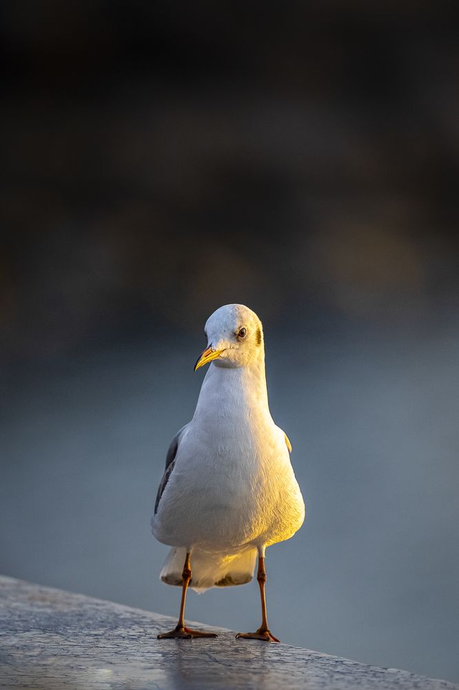 Photograph by Jayakumar MN