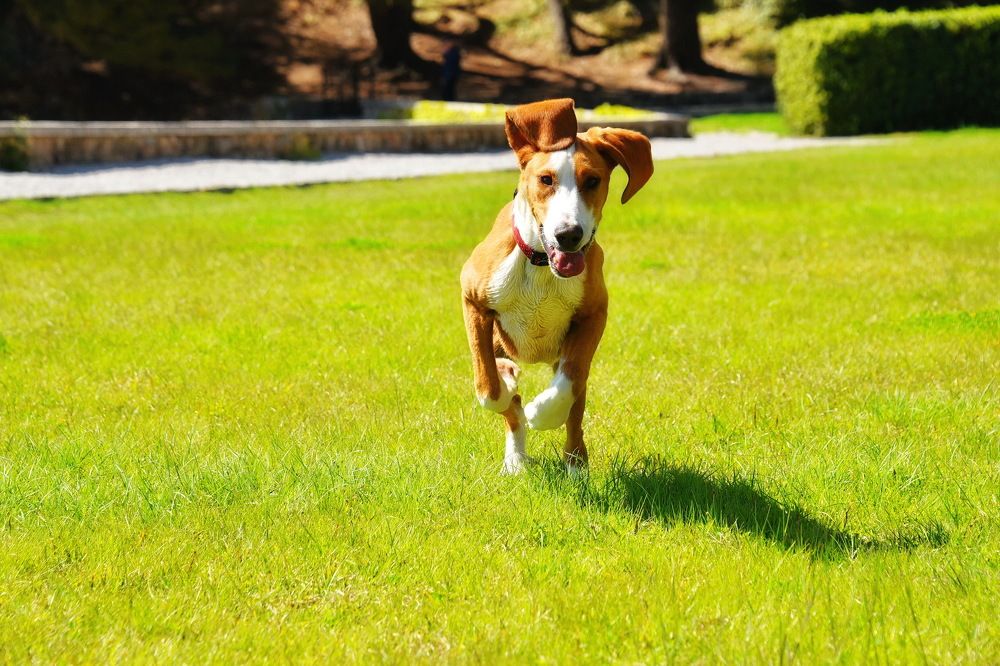 На прогулке