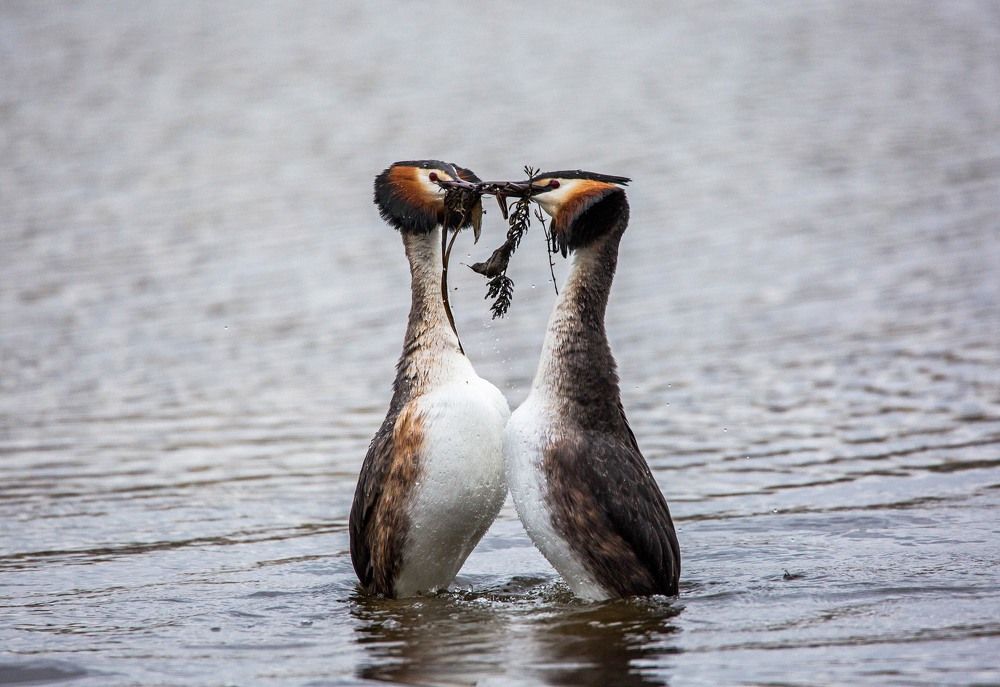 Photograph by Елена