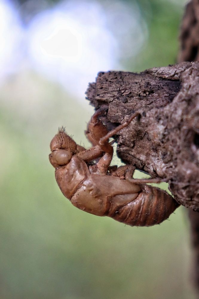 Photograph by Sumeet Honnakorennavar