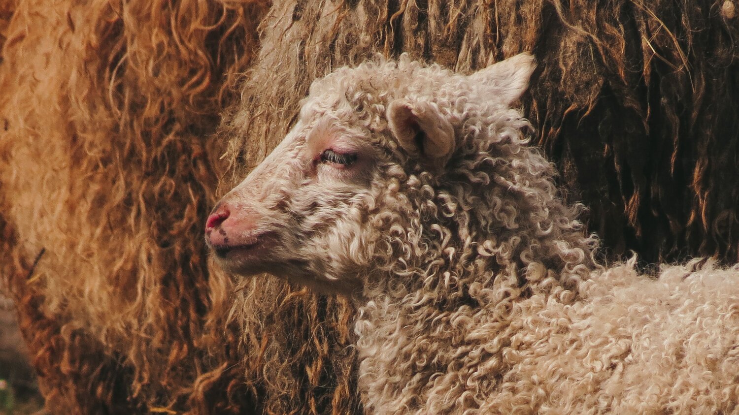 Photo #7495891