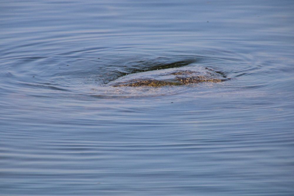 Ripples