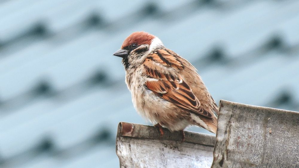 Photo #7495951