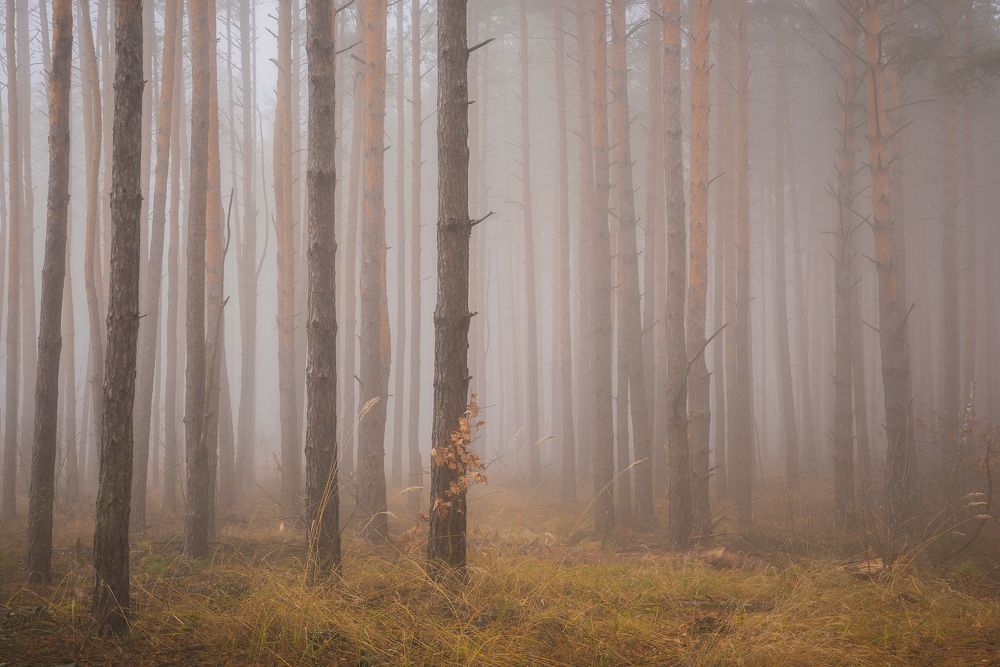 Атмосфера туманного леса