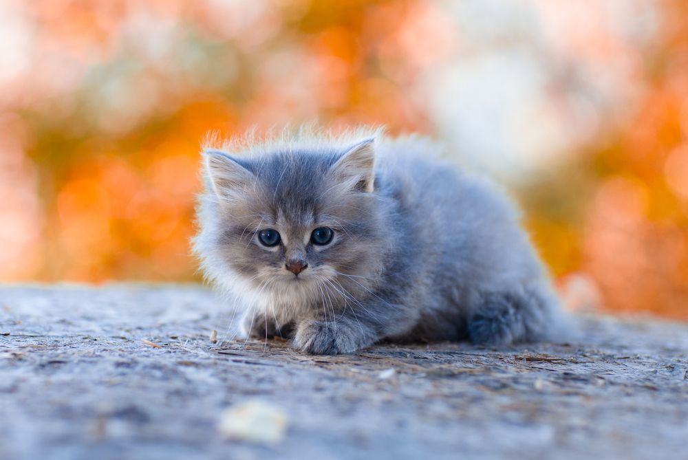 Photograph by Татьяна Муравкина