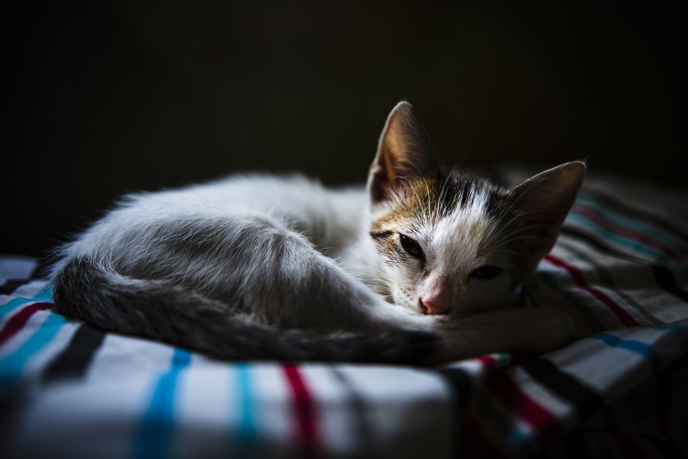 Photograph by Claudio Verón